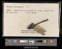 Gomphus descriptus