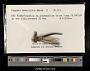 Gomphus descriptus