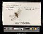 Gomphus exilis