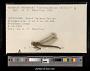 Gomphus exilis