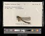 Gomphus (Gomphus) fraternus