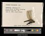 Gomphus (Gomphus) fraternus
