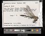 Gomphus lynnae