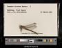 Gomphus minutus