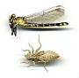 Gomphus parvidens