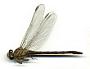 Gomphus plagiatus