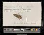 Gomphus rogersi