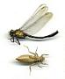 Gomphus rogersi