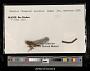 Gomphus spicatus