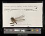 Gomphus spiniceps