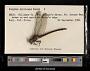 Gomphus spiniceps