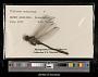Gomphus spiniceps
