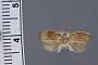 Gonionota eremia