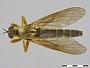 Gonioscelis sp.