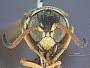 Gorytes venustiformis