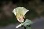 Gossypium barbadense L.