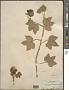 Gossypium tomentosum Nutt.