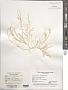 Gracilaria debilis (Forssk.) Børgesen