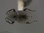 Graphops floridana