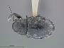 Graphops nigellae