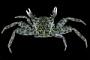 Grapsus longitarsis