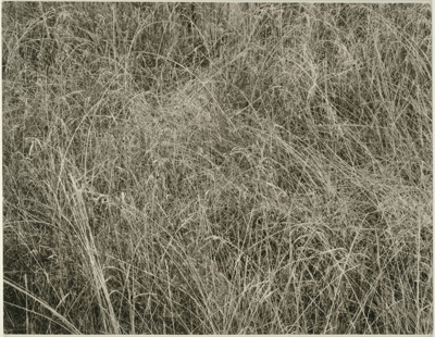 Grass