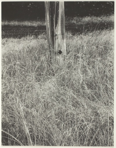 Grass and Flagpole