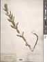 Gratiola officinalis L.
