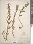 Gratiola officinalis L.