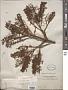 Grevillea exul Lindl.