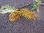 Grevillea robusta A. Cunn.