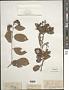 Grewia acuminata Juss.