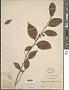 Grewia biloba G. Don