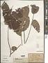 Grewia eriocarpa Juss.