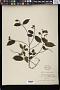 Grewia multiflora Juss.