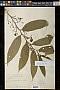 Grewia multiflora Juss.