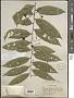 Grewia multiflora Juss.