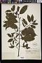 Grewia multiflora Juss.