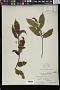 Grewia multiflora Juss.