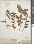 Grewia orientalis L.