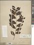 Grewia orientalis L.