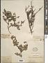 Grewia piscatorum Hance
