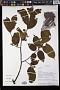 Grewia sp.