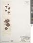 Griffithsia subcylindrica