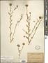 Grindelia oxylepis Greene