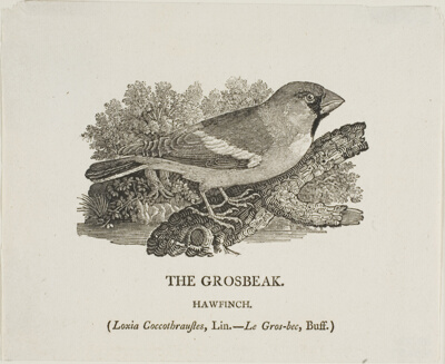 Grosbeak