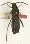 Guitelia problematica