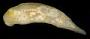 Gymnodoris sp.