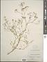 Gypsophila paniculata L.
