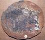 Gyrodus vinalensis Dunkle